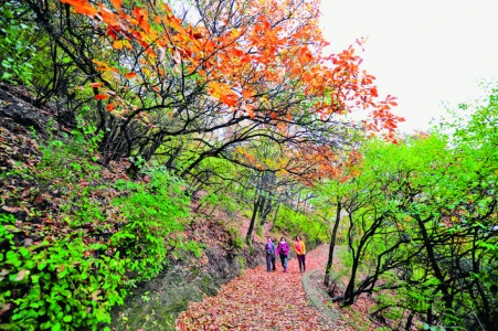 公告：扶老携幼  秋游五老峰 醉美红叶季