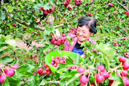 稷山县太阳乡小阳村今年富硒山楂产量预计达400万余公斤