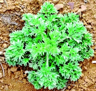 药食同源话茵陈