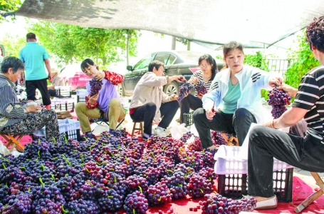 闻喜果业，蹚出了“互联网+销售”新路子