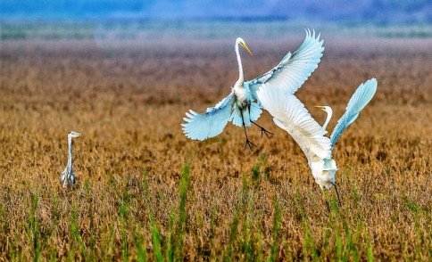 万荣境内黄河湿地成为鸟儿的乐园