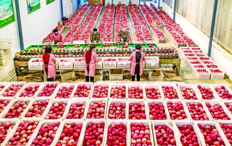 万荣县苹果大获丰收，产量预计达55万吨，产值13亿！