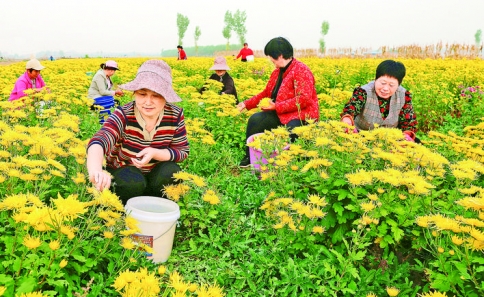 永泰菊花种植专业合作社的200亩“金丝菊”