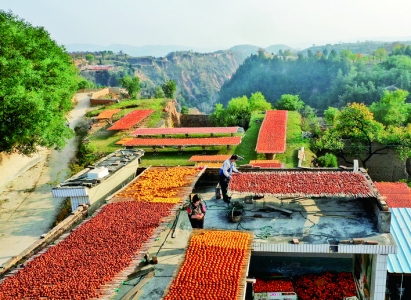 万荣杨运乐家挂满了“运乐”牌柿饼