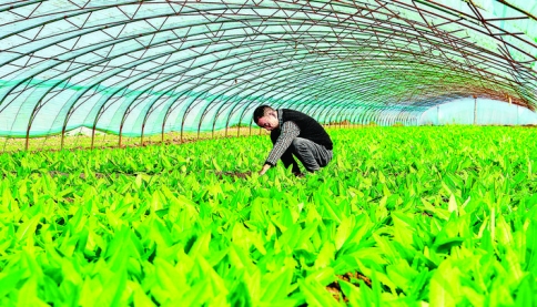 朱吕村把油麦、香菜、菠菜等十余种青菜做成了大产业