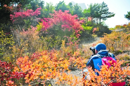 五老峰满山红叶