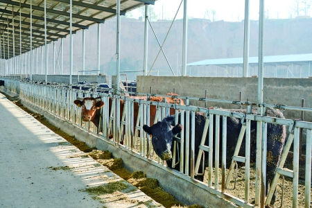 秸秆，以前不敢烧，现在不想烧，舍不得烧