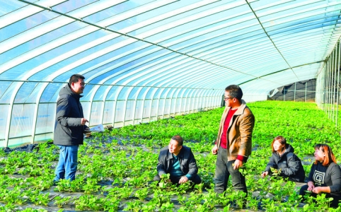 宣传党的十九届六中全会精神走进田间大棚