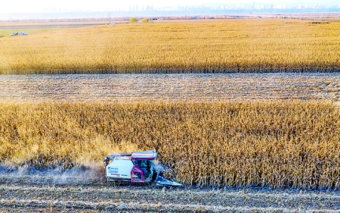 黄河滩涂上的玉米还在抢收