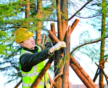 尧梦湖树木冬季维护固定