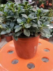 买金鱼吊兰找西花园后门花卉市场老戈，花好人好！