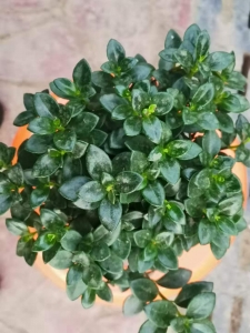 买金鱼吊兰找西花园后门花卉市场老戈，花好人好！