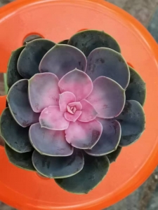 买红心莲到西花园后门花卉市场找老戈，花好不亏