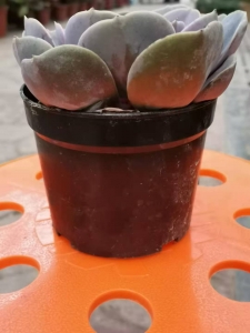 买红心莲到西花园后门花卉市场找老戈，花好不亏