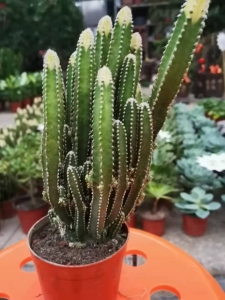 买五指山仙人掌到西花园后门花卉市场找老戈，便宜耐养