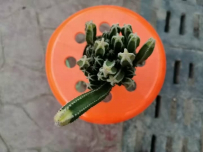 买五指山仙人掌到西花园后门花卉市场找老戈，便宜耐养