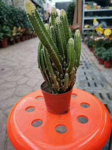 买五指山仙人掌到西花园后门花卉市场找老戈，便宜耐养