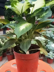 买万年青找西花园后门花卉市场老戈，摆在财位上