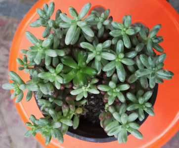 买虹之玉找西花园后门花卉市场老戈，教你怎么爆盆