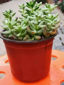 买虹之玉找西花园后门花卉市场老戈，教你怎么爆盆