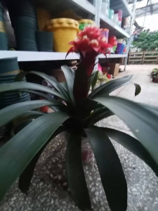 买牡丹花到西花园后门花卉市场找老戈，价格好花漂亮