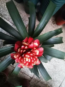 买牡丹花到西花园后门花卉市场找老戈，价格好花漂亮