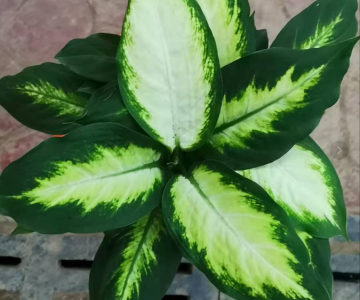 买万年青找西花园后门花卉市场老戈，摆在财位上