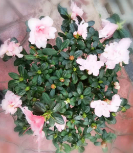 买杜鹃花找西花园后门花卉市场徐帆，造型美观又好看