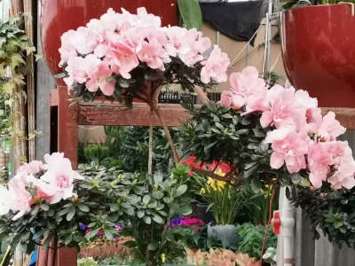 买杜鹃花找西花园后门花卉市场徐帆，造型美观又好看
