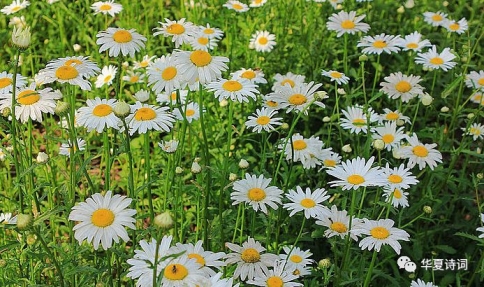 运城诗词学会《咏菊》集锦