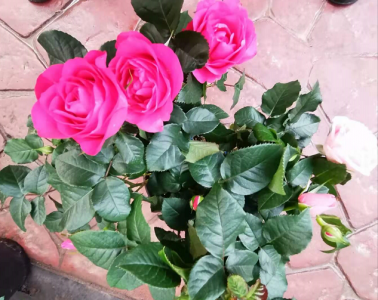 买玫瑰花找西花园后门花卉市场徐帆，教你怎么养盆栽玫瑰