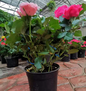 买玫瑰花找西花园后门花卉市场徐帆，教你怎么养盆栽玫瑰