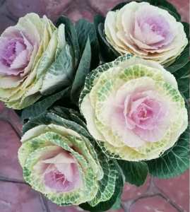 买甘蓝牡丹找西花园后门花卉市场徐帆，观赏效果最好