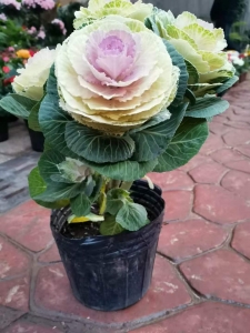 买甘蓝牡丹找西花园后门花卉市场徐帆，观赏效果最好
