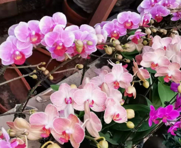 买蝴蝶兰找西花园后门花卉市场徐帆，教你开花挤满盆