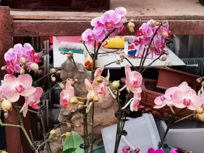 买蝴蝶兰找西花园后门花卉市场徐帆，教你开花挤满盆