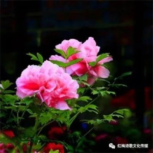 运城市优秀诗人姚丑万诗词专辑