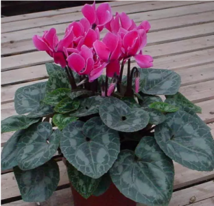 买仙客来找西花园后门花卉市场徐帆，花好价好