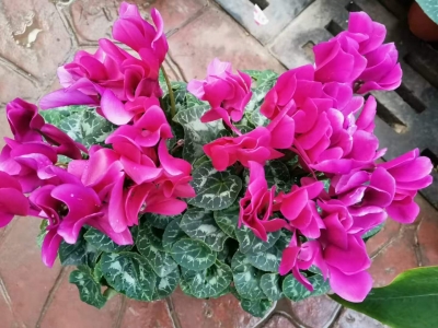 买仙客来找西花园后门花卉市场徐帆，花好价好