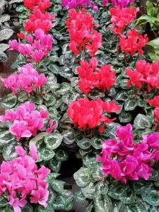 买仙客来找西花园后门花卉市场徐帆，花好价好