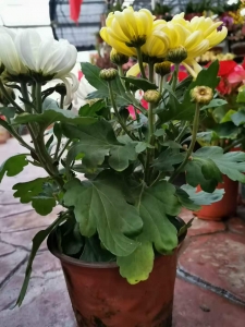 买菊花找西花园后门花卉市场徐帆，花好便宜