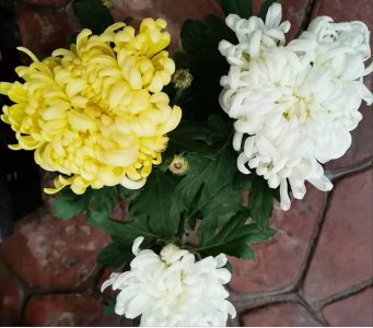 买菊花找西花园后门花卉市场徐帆，花好便宜