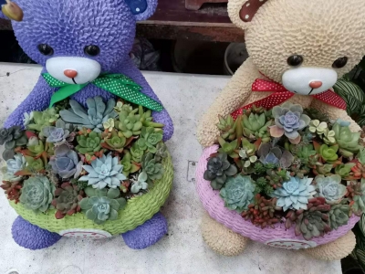 买多肉找西花园后门花卉市场徐帆，种类齐全