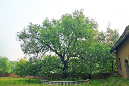 新绛苏阳“五色槐”前辨忠奸