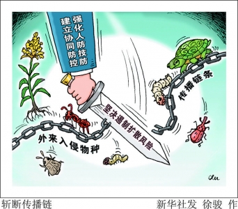 多地“围剿”加拿大一枝黄花，遏制外来入侵物种