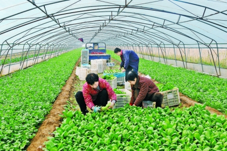 下邱村口福蔬菜大棚