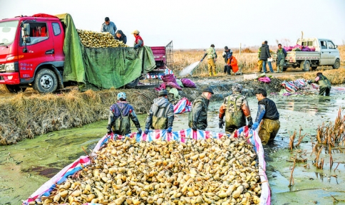 孙吉镇黄河滩地莲藕