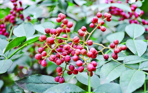 老家有棵花椒树