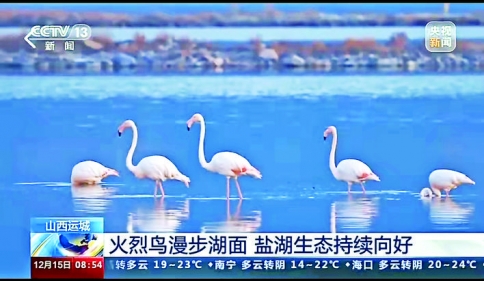 央视《朝闻天下》播出火烈鸟漫步运城盐湖