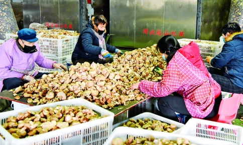 垣曲县优质香菇产业园年产香菇400万袋